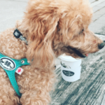 Screen Shot 2017 10 31 at 11.42.03 AM