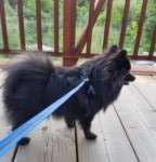 buddy belts testimonial Ana