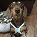 buddy belts testimonial Dawn Shonkwiler