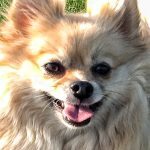 buddy belts testimonial Foxy