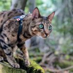 buddy belts testimonial Gina aka Mum to Bentley The Savannah