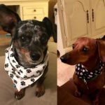 buddy belts testimonial Gretchen Jacob