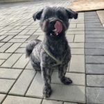 buddy belts testimonial Hannah Gagliano