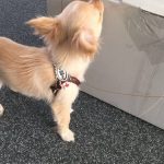 buddy belts testimonial Joelle