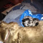 buddy belts testimonial Linda Hayman