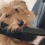 buddy belts testimonial Marene Hanson