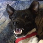 buddy belts testimonial Marie