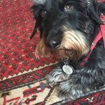 buddy belts testimonial Maurice