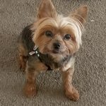 buddy belts testimonial Patti Bauer