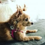 buddy belts testimonial Pikachu