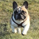 buddy belts testimonial Rogue