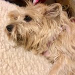 buddy belts testimonial Sarah Thimmesch