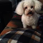 buddy belts testimonial Stephanie and Ruby