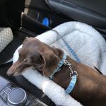 buddy belts testimonial Toby Dog Michelle Lentz