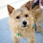 buddy belts testimonial Wagner Wags