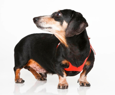 buddy-belt-buddy-the-dashund-our-story-3