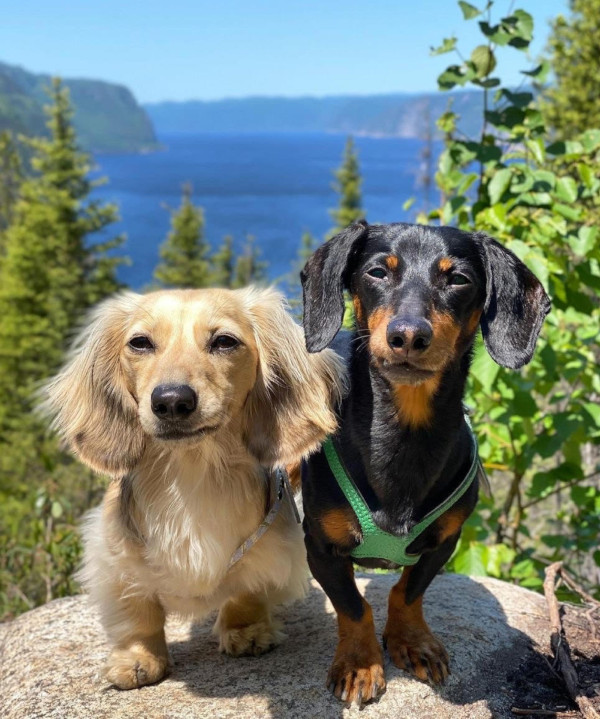 buddy-belts-crusoe-pack