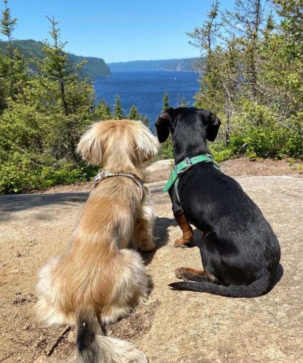 buddy-belts-get-to-know-crusoe