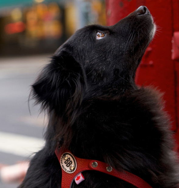 Buddy Belt® - Permanent Harness - The #1 No Pull Dog Harness