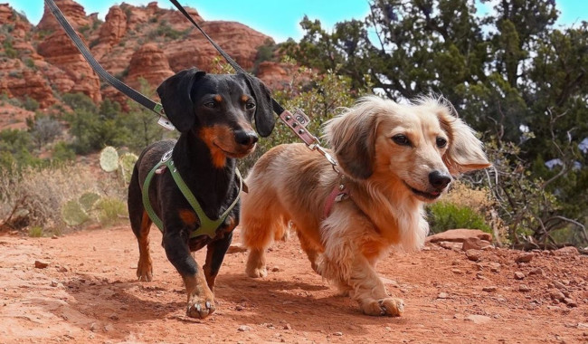 buddy-belts-crusoe-daphne