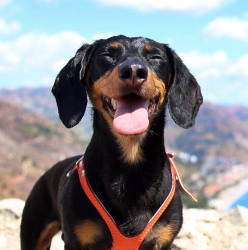 Buddy Belt® - Permanent Harness - The #1 No Pull Dog Harness