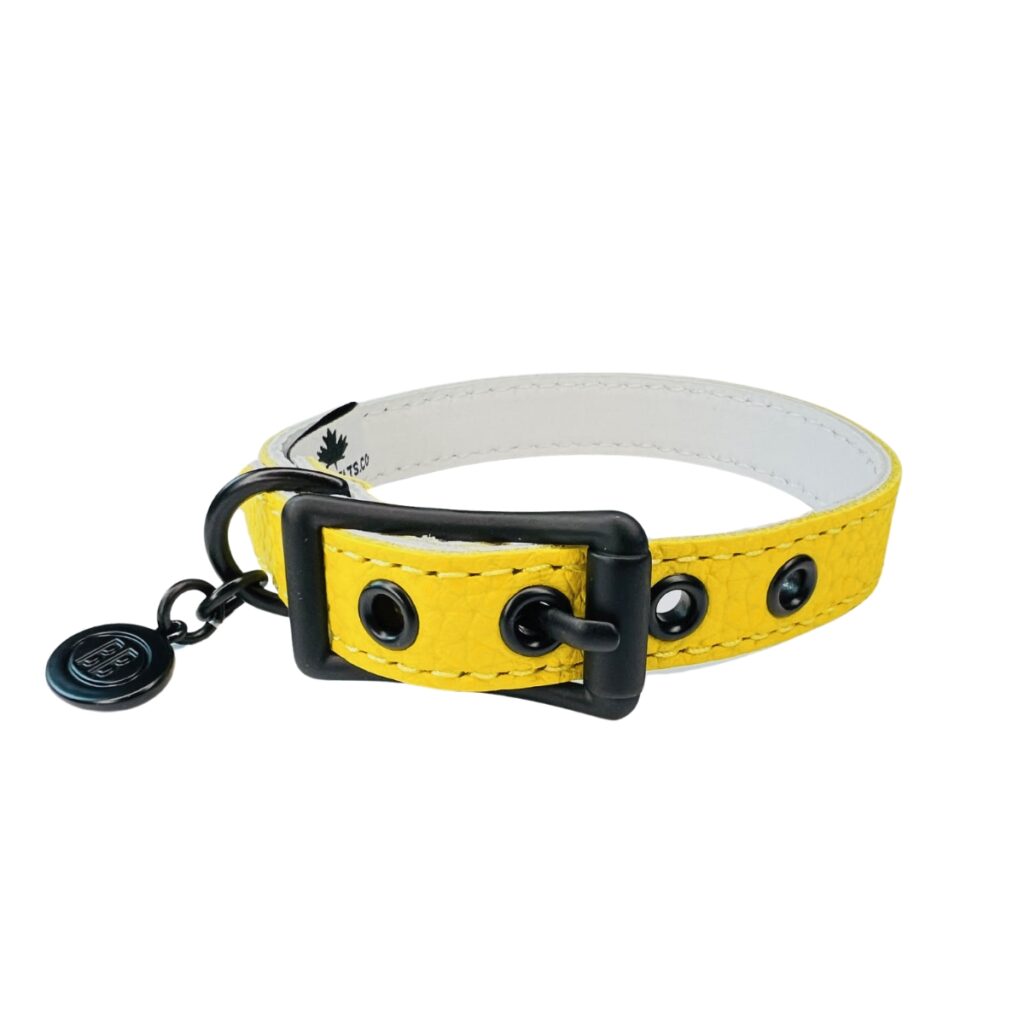 buddy belts collar limited bumblebee