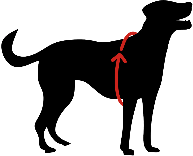 buddy-belts-how-to-measure