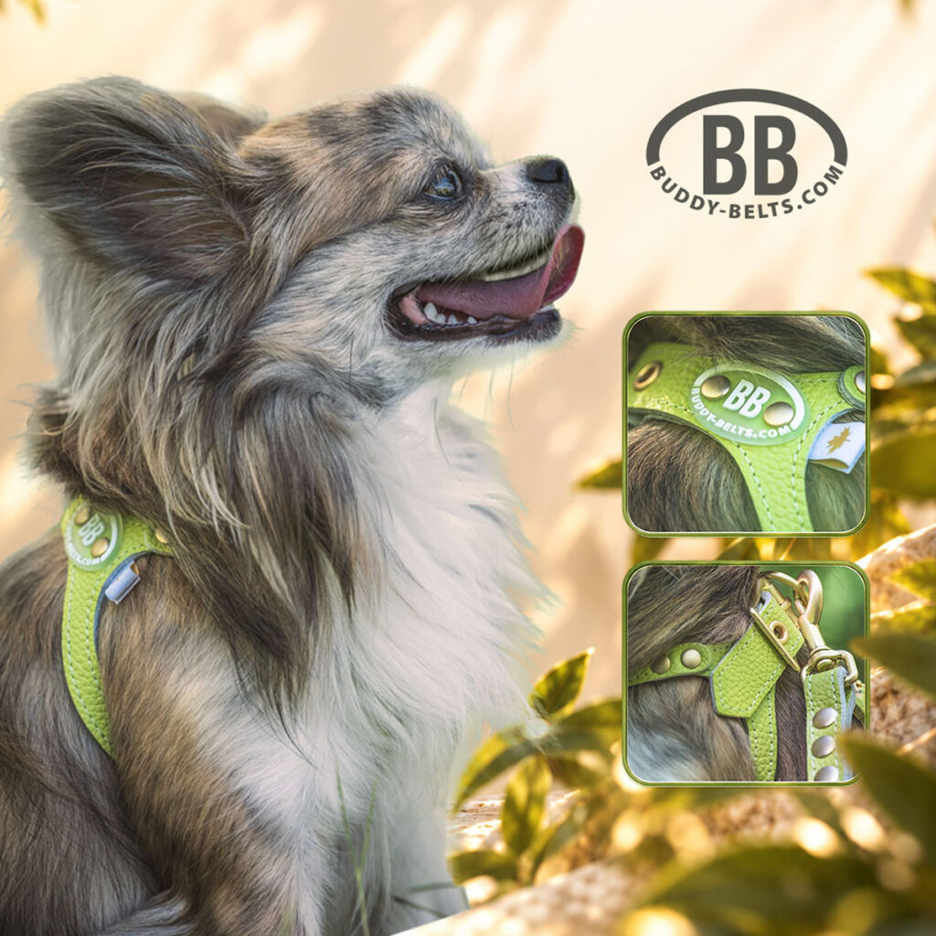 bb-limited-pistachio-hero-dog-poster-v2